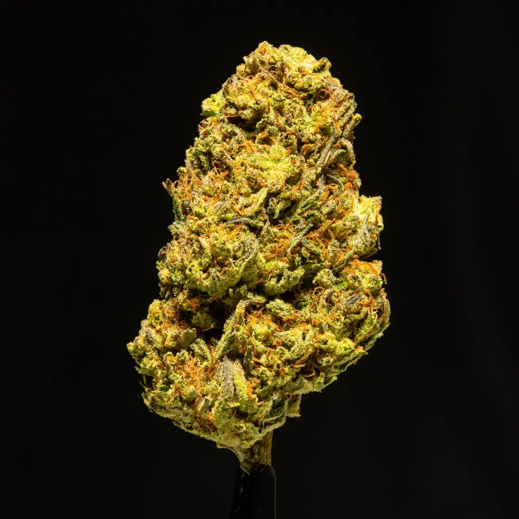 Stellar Days -FLOAT- 120525.webp