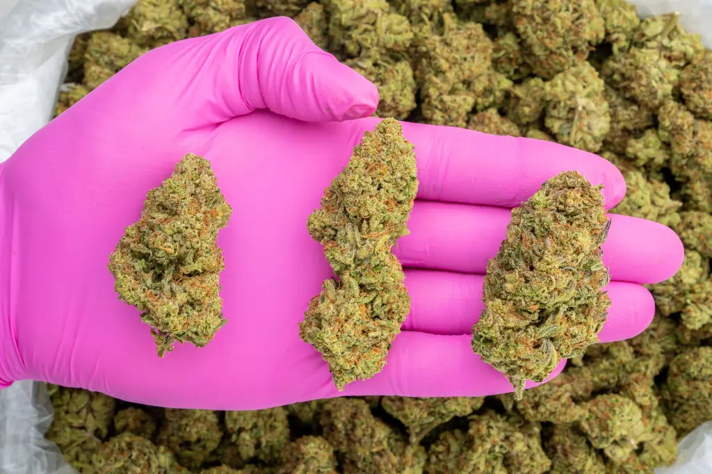 Stellar Days -PINK- 120525.webp