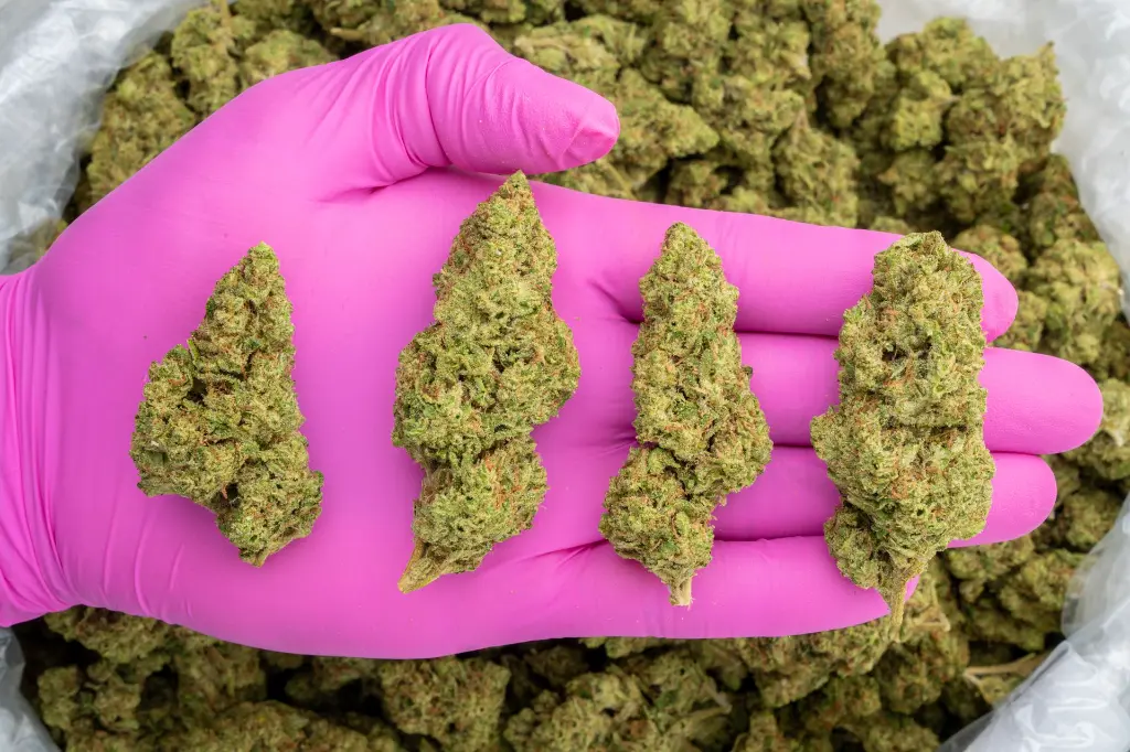 Lemon Zonkers -PINK- 120525.webp