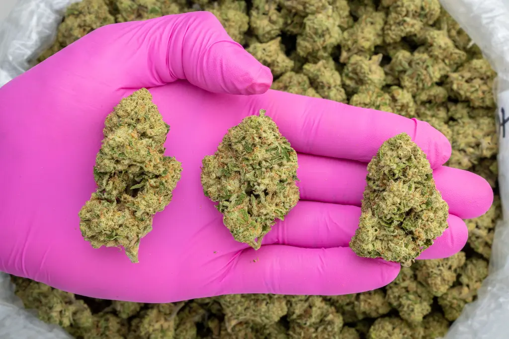 Amaretto Sour -PINK- 120525.webp