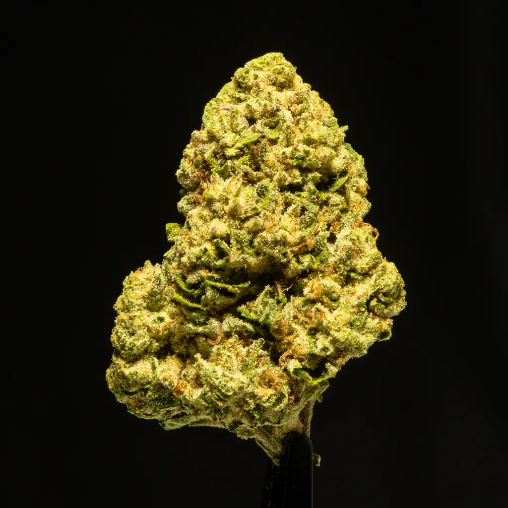 Amaretto Sour -FLOAT- 120525.webp