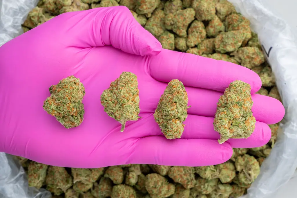 Orange Creamsicle Indoor -PINK- 120525.webp