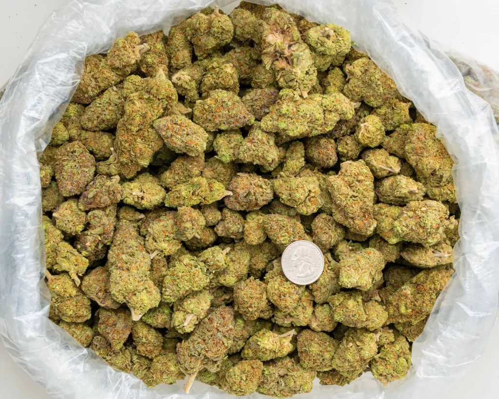 Grape Candy Indoor -BAG- 101325.webp