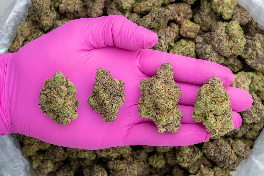 Lipsmackers Indoor -PINK- 081525.webp