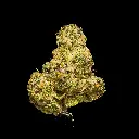 Blue Cherry Gelato Indoor  Smalls -FLOAT- 120825 (1).webp