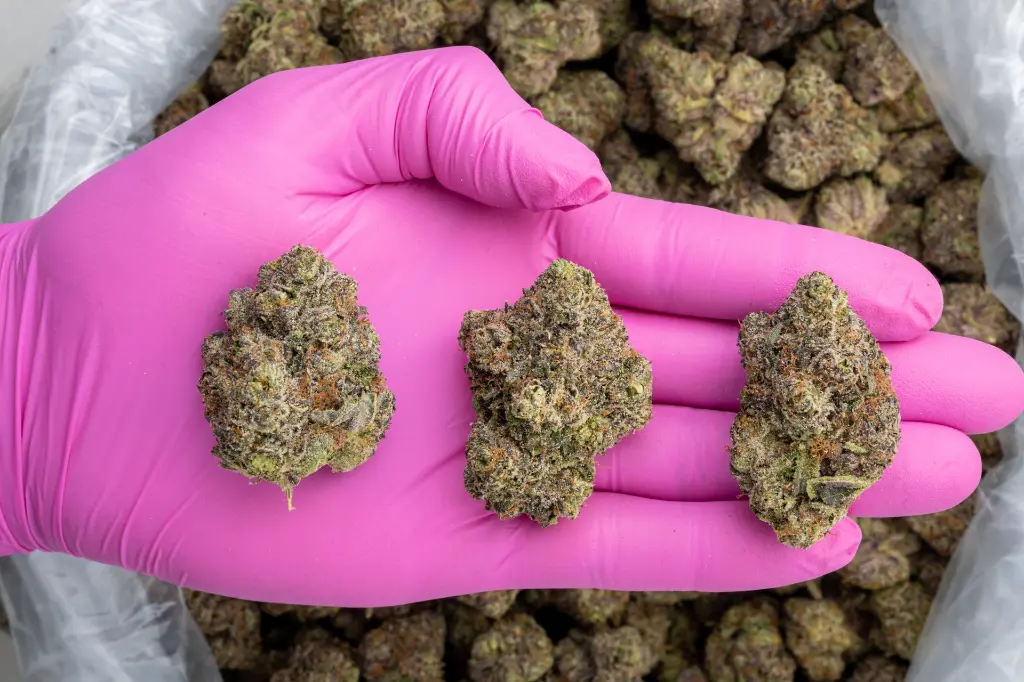 Amaretti Limon Runtz Indoor -PINK- 120825 (1).webp