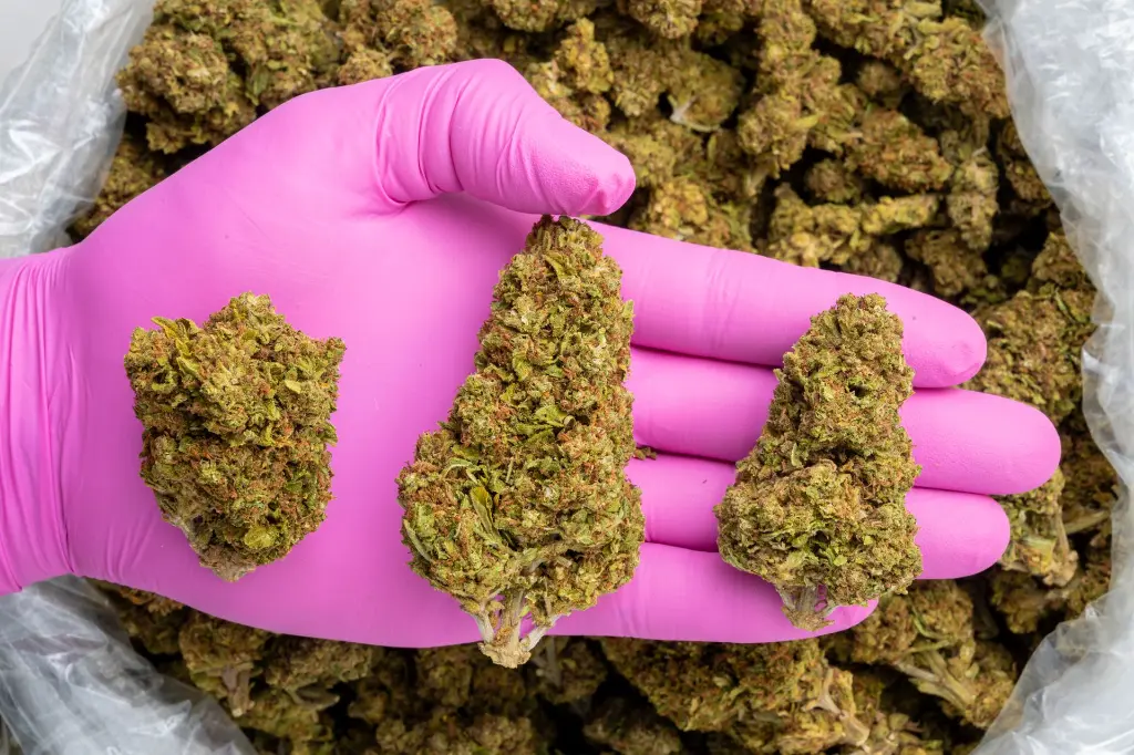 GG #37 -PINK- 120925.webp