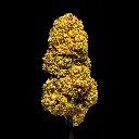 GG #37 -FLOAT- 120925.webp