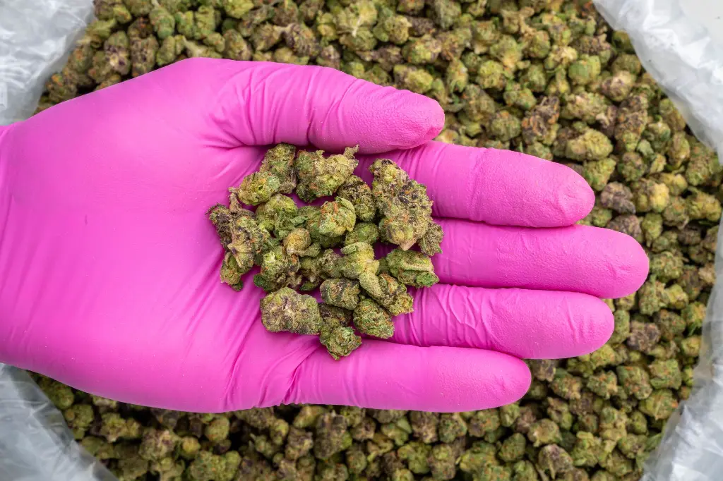 London Pound Cake Indoor Smalls -PINK- 091125.webp