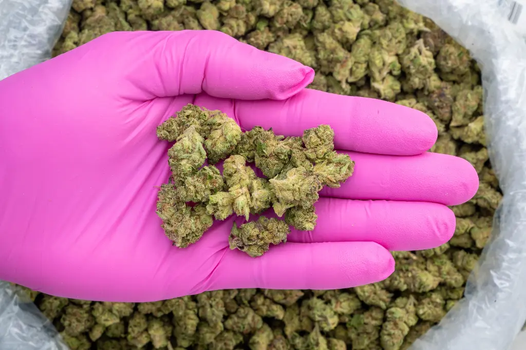 Garlic Truffle Smalls -PINK- 081825 20250818FHHBS.webp