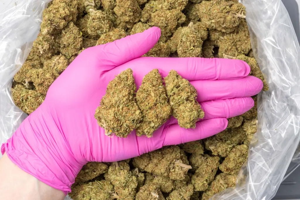 Cakeberry Borlee CBD 12-11-25 PINK.webp