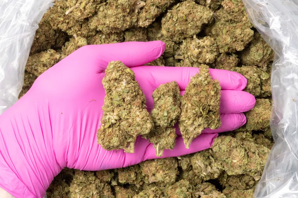 SOUR CHEM CBD 12-11-25 PINK.webp