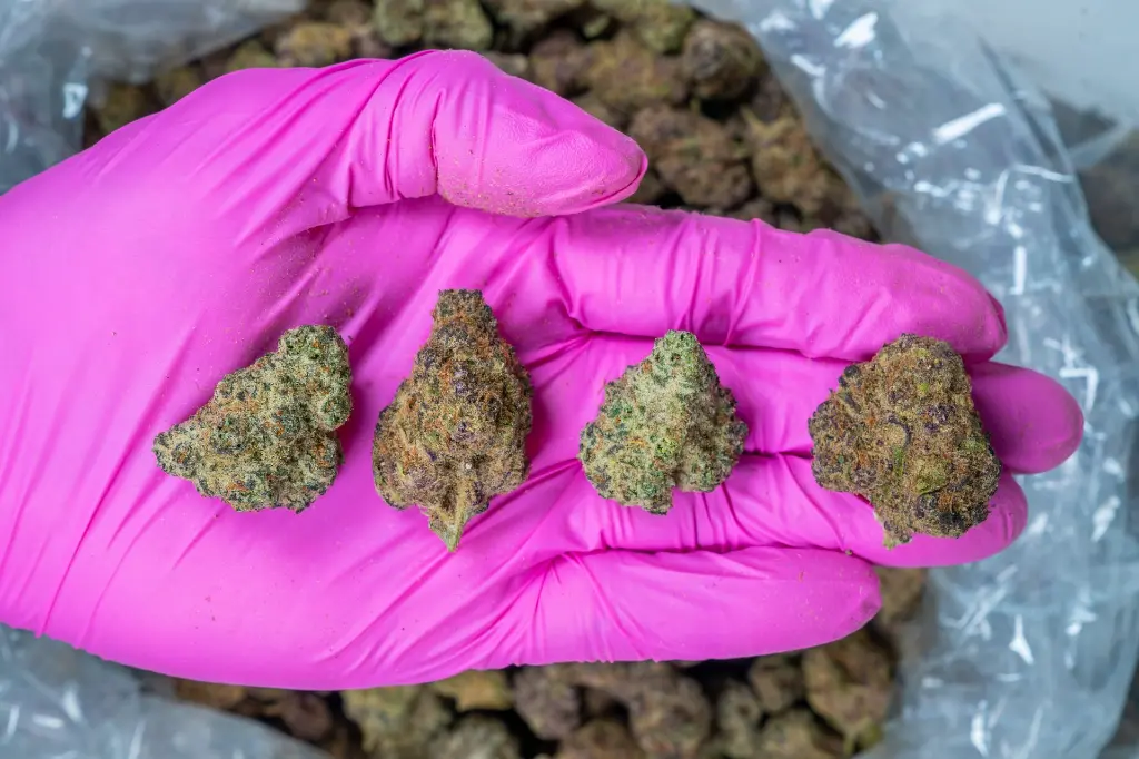 Purple Cream -PINK- 031825 (1).webp