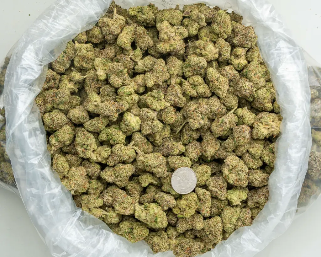 Doses N Mimosas Indoor -BAG- 081525.webp