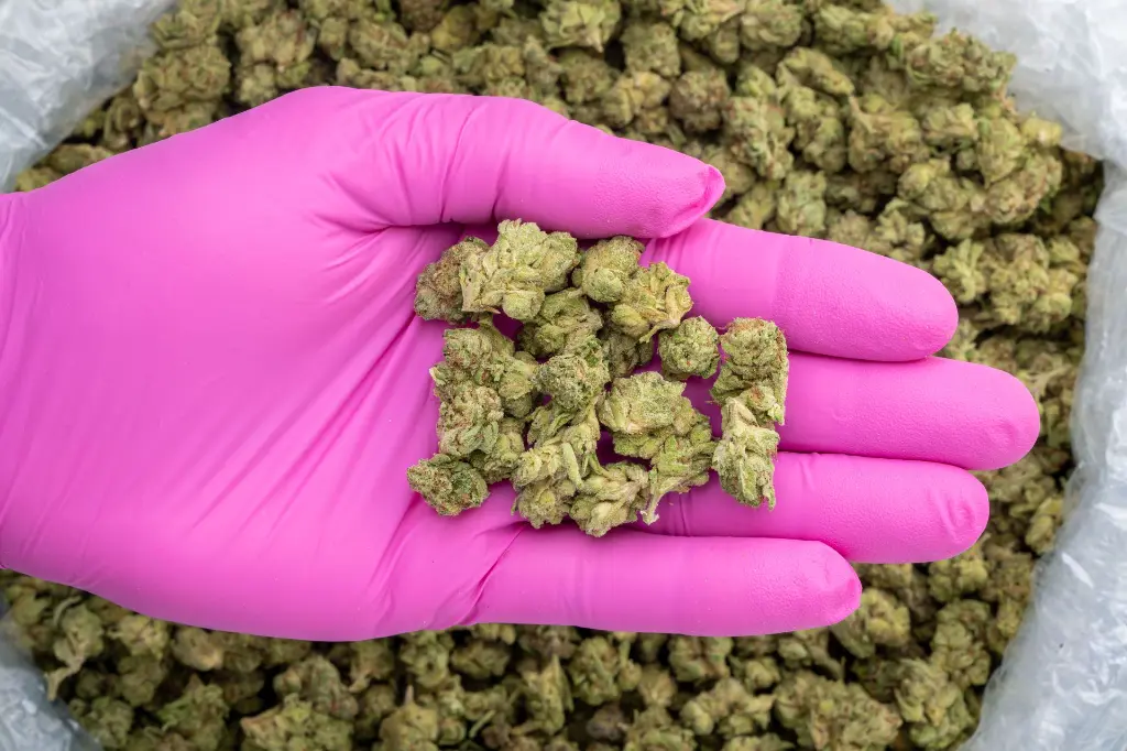 Purple Champagne Smalls -PINK- 081825 20250818FHGMS.webp