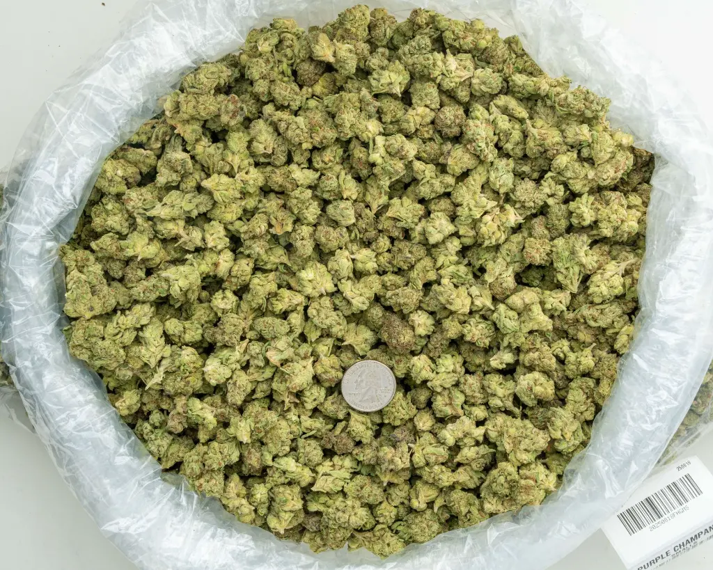 Purple Champagne Smalls -BAG- 081825 20250818FHGMS.webp