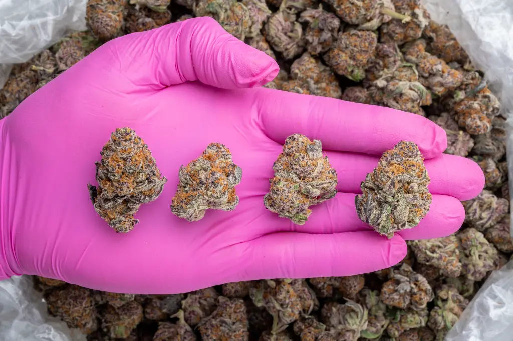 Whooze -PINK- 121725.webp