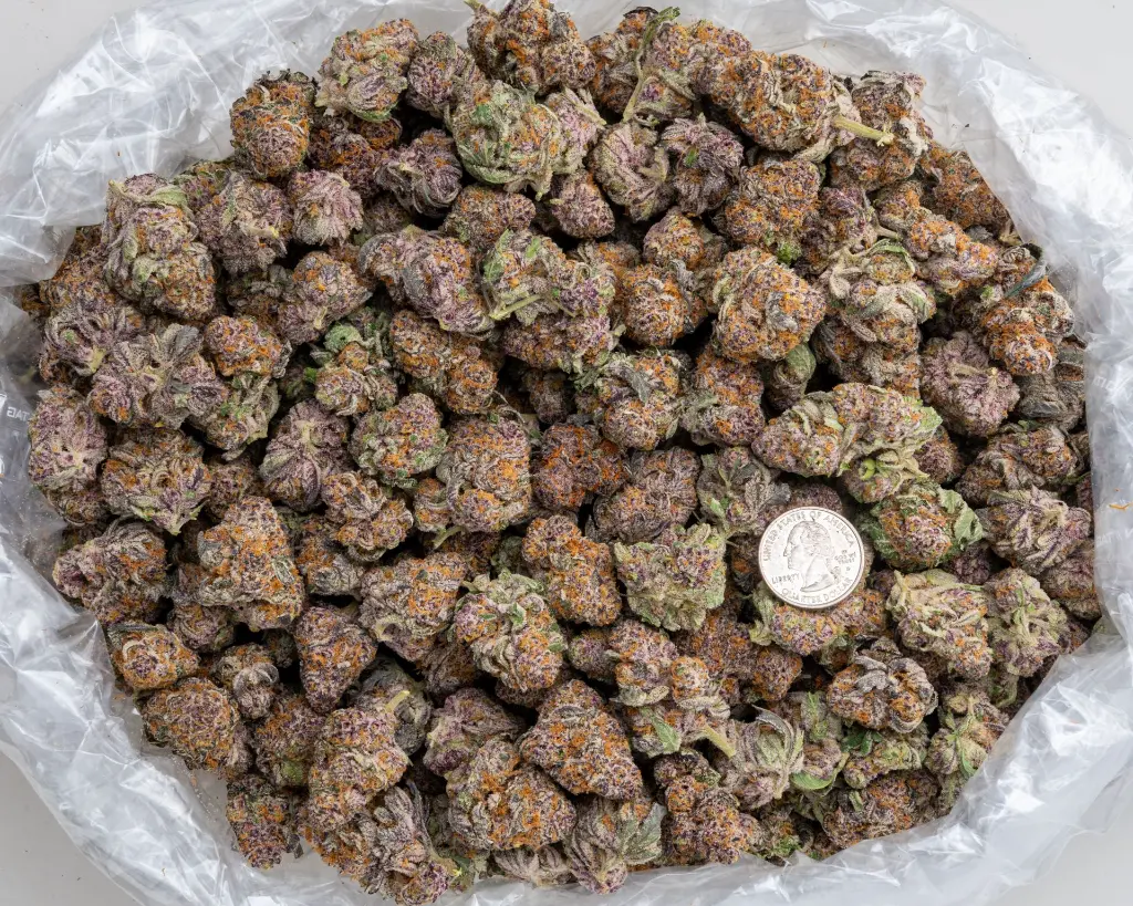 Whooze -BAG- 121725.webp