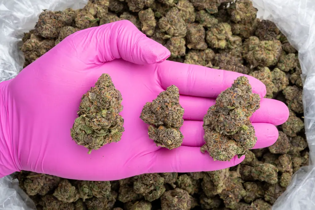 Lipsmackerz Indoor -PINK- 121725.webp