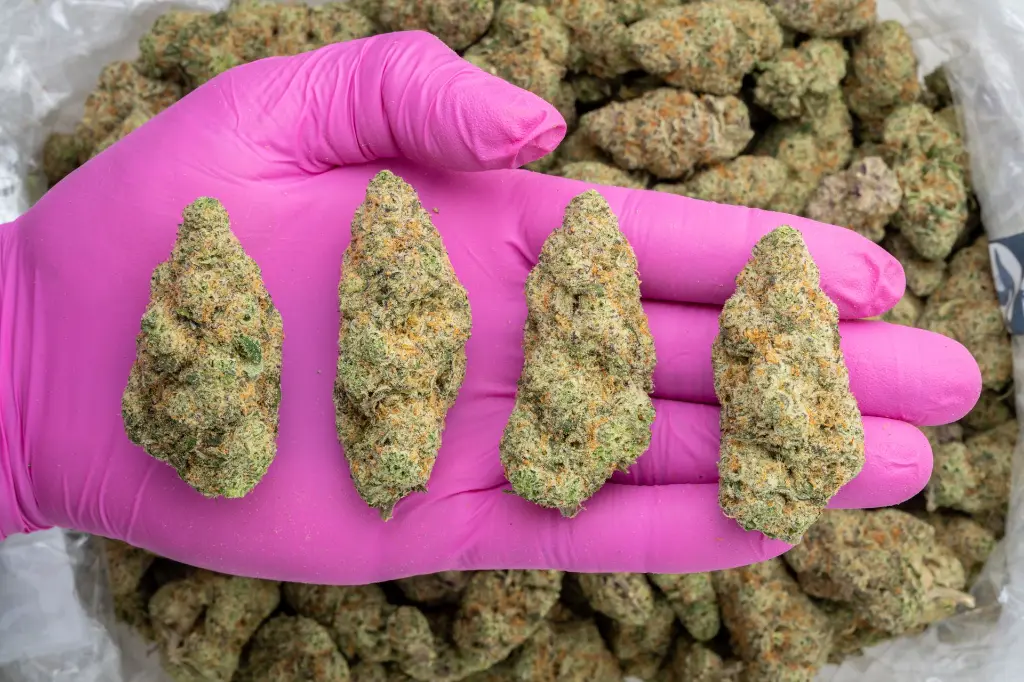 Muel Fuel Indoor -PINK- 121725.webp