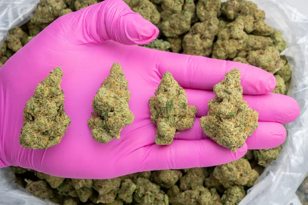 Zativa Indoor -PINK- 121725.webp