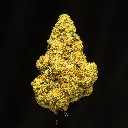 Zativa Indoor -FLOAT- 121725.webp