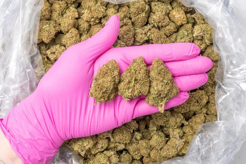 Critical Berries CBD 12-18-25 PINK.webp