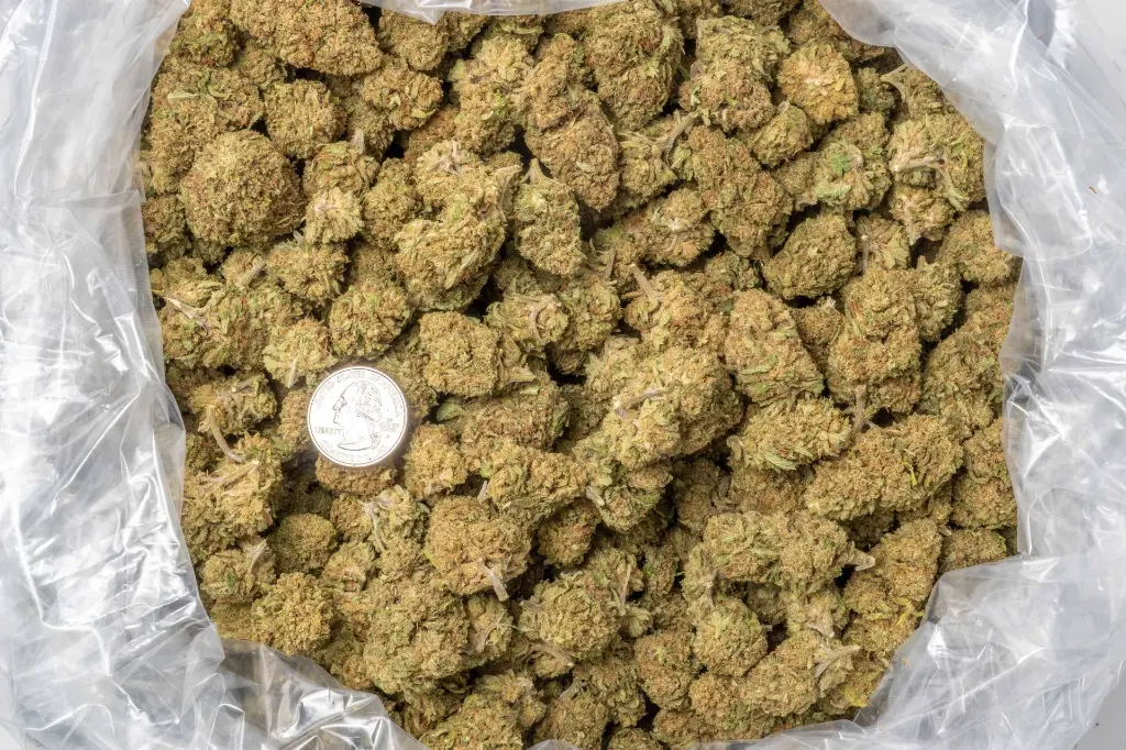 Critical Berries CBD 12-18-25 BAG.webp