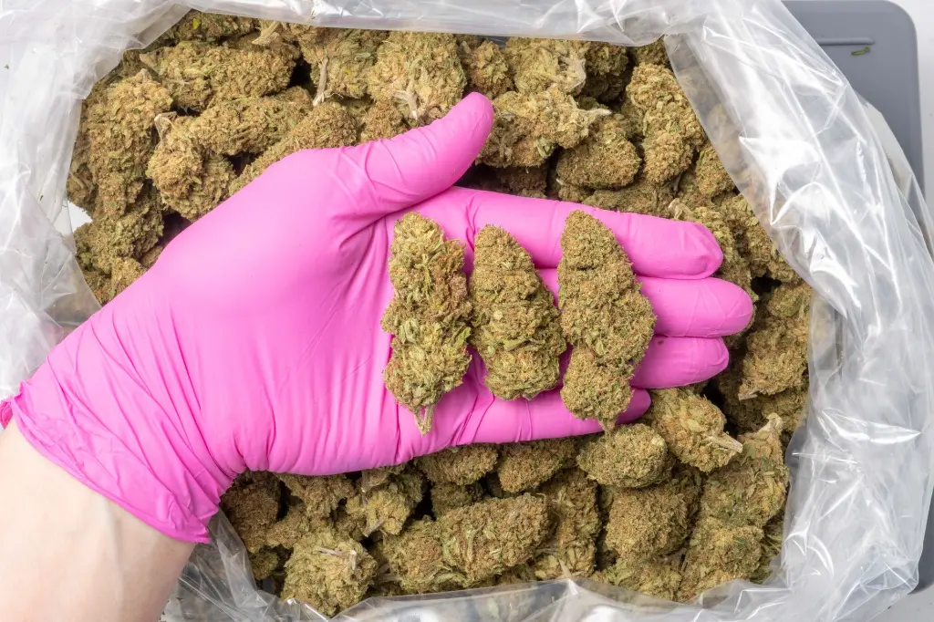 Rasberry CBD 12-11-25 PINK.webp