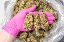 CBG CBD 12-11-25 PINK (1).webp