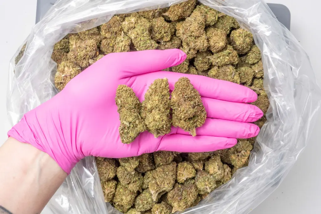 Lemon Octane CBD 12-18-25 PINK (1).webp