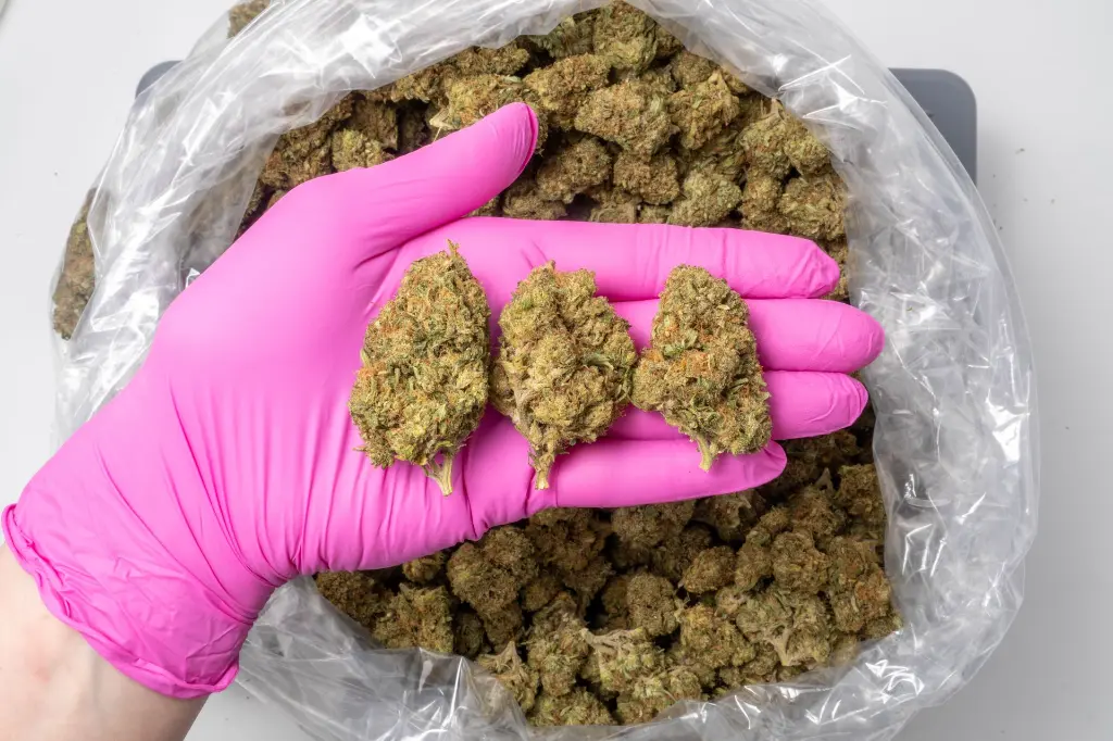 Royal OG 12-18-25 PINK.webp