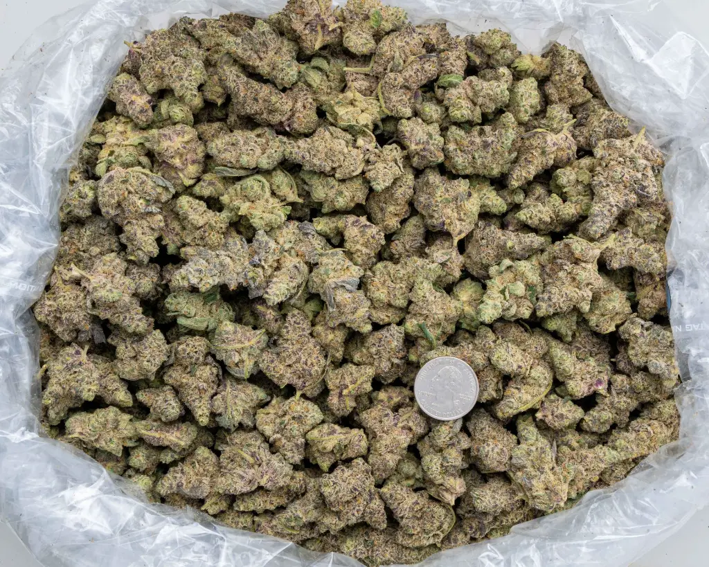 Neon Sunshine Big -BAG- 111425.webp