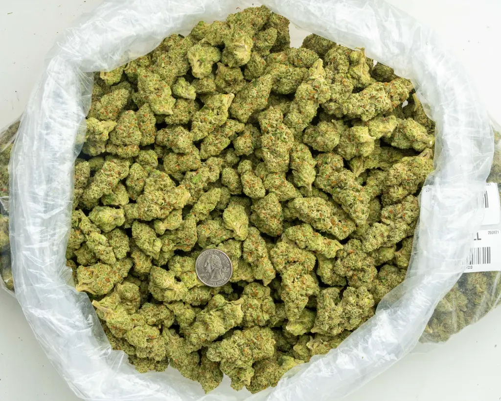 Red Bull Indoor -BAG- 082125 20250820MTRDB.webp