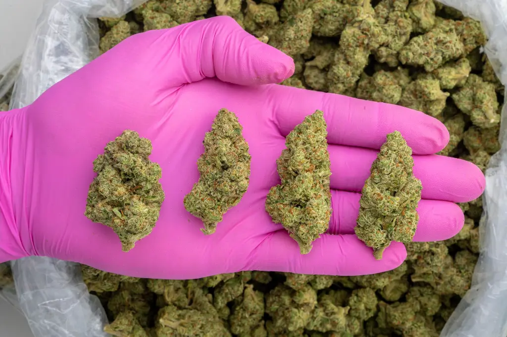 Red Bull Indoor -PINK- 082125 20250820MTRDB.webp