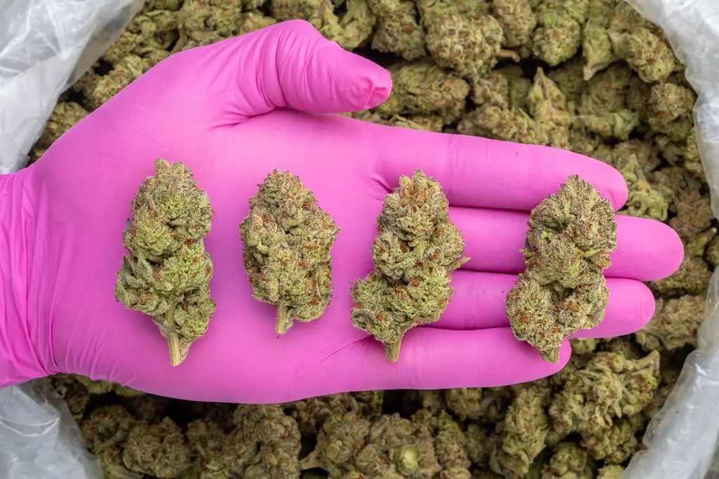 Star Fighter -PINK- 082125 20250820ISORO.webp