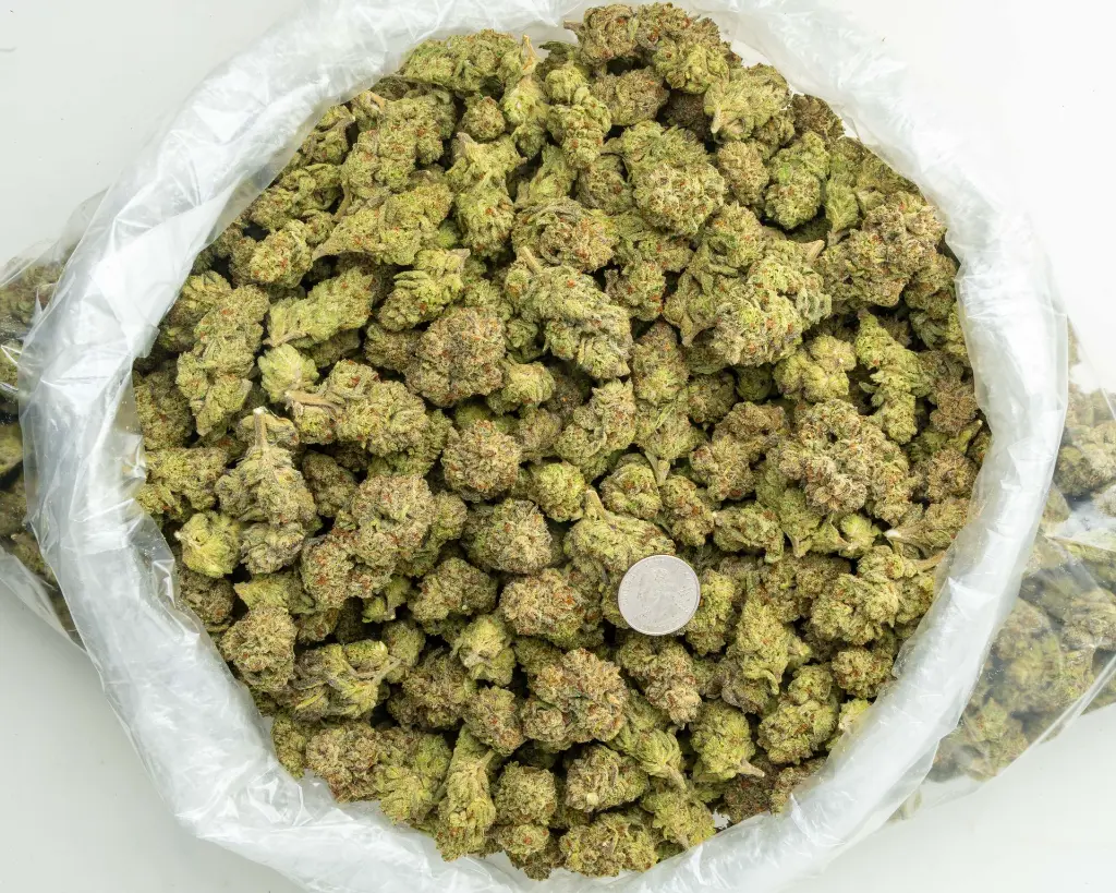 Star Fighter -BAG- 082125 20250820ISORO.webp