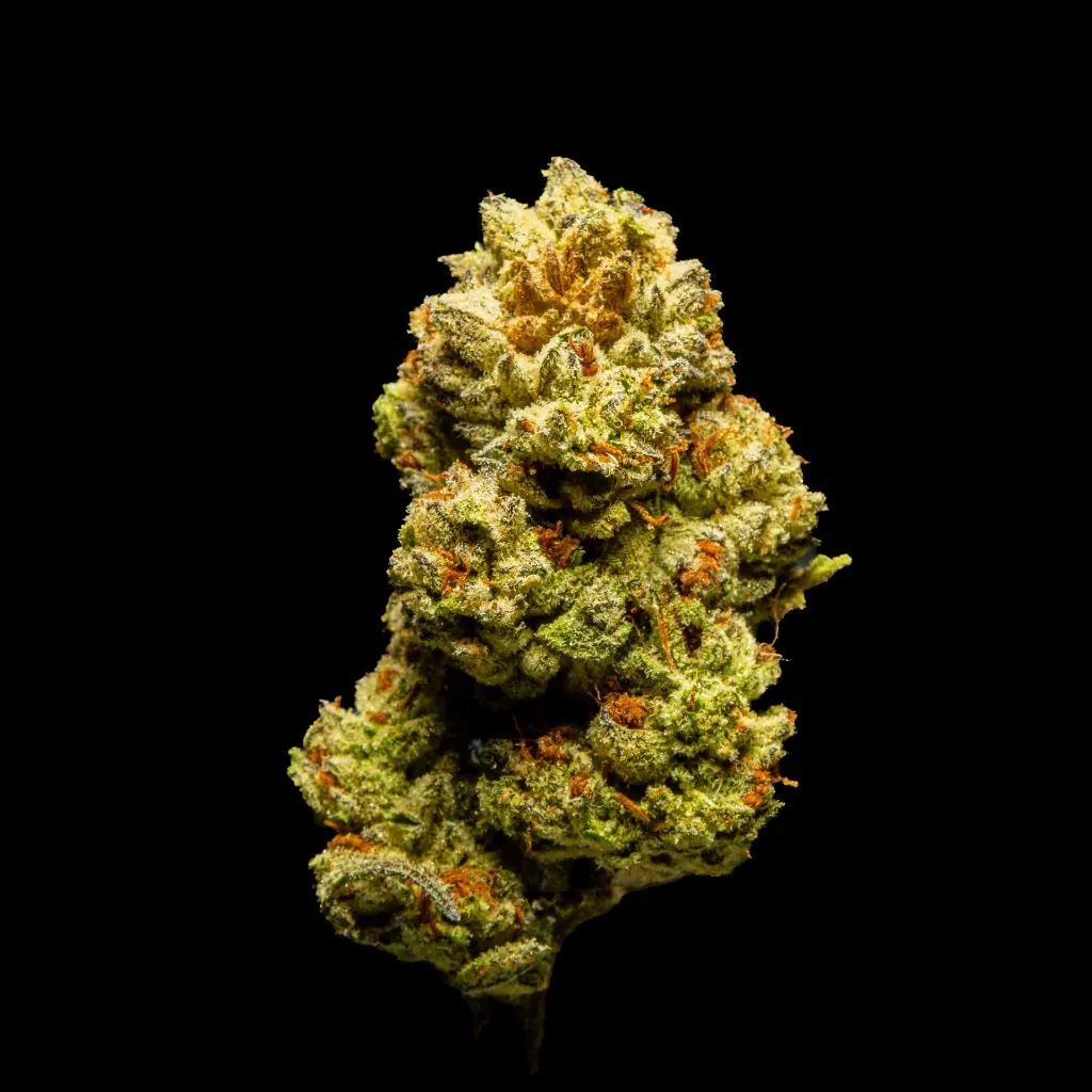 Star Fighter -FLOAT- 082125 20250820ISORO.webp