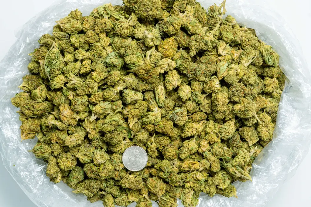 Bubba 59 Sm CBD-Bag 8-28-25.webp