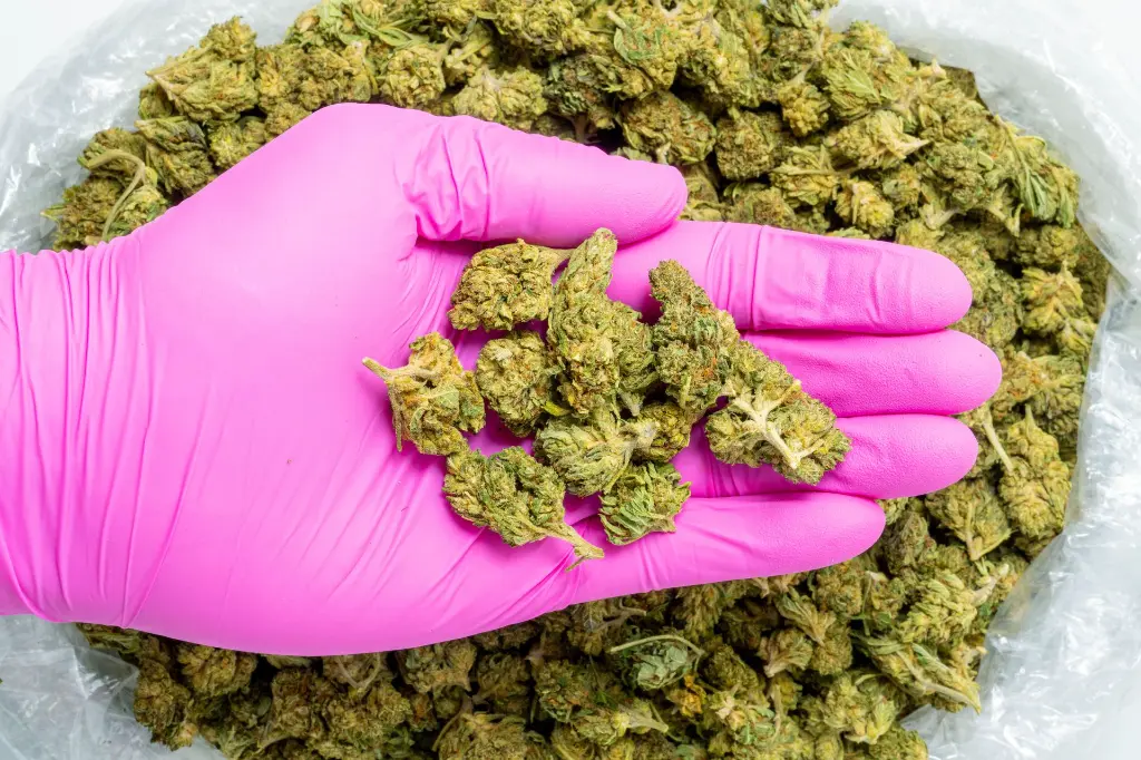 Bubba 59 Sm CBD-Pink 8-28-25.webp