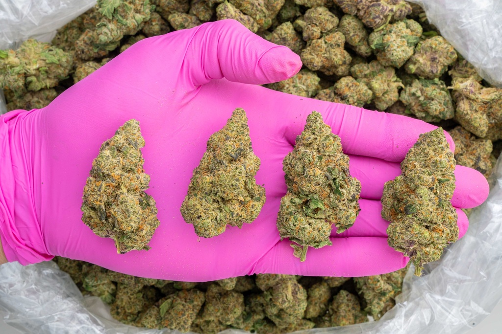 Future Haze Indoor -PINK- 082725 20250813SAFHZ.webp