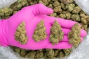 Future Haze Indoor -PINK- 082725 20250813SAFHZ.webp