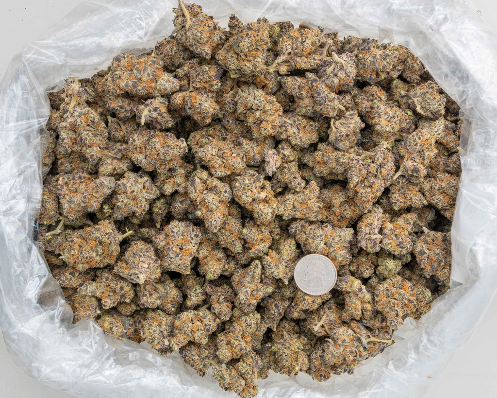 Lemon Slam Indoor -BAG- 082725 20250813SALSM.webp