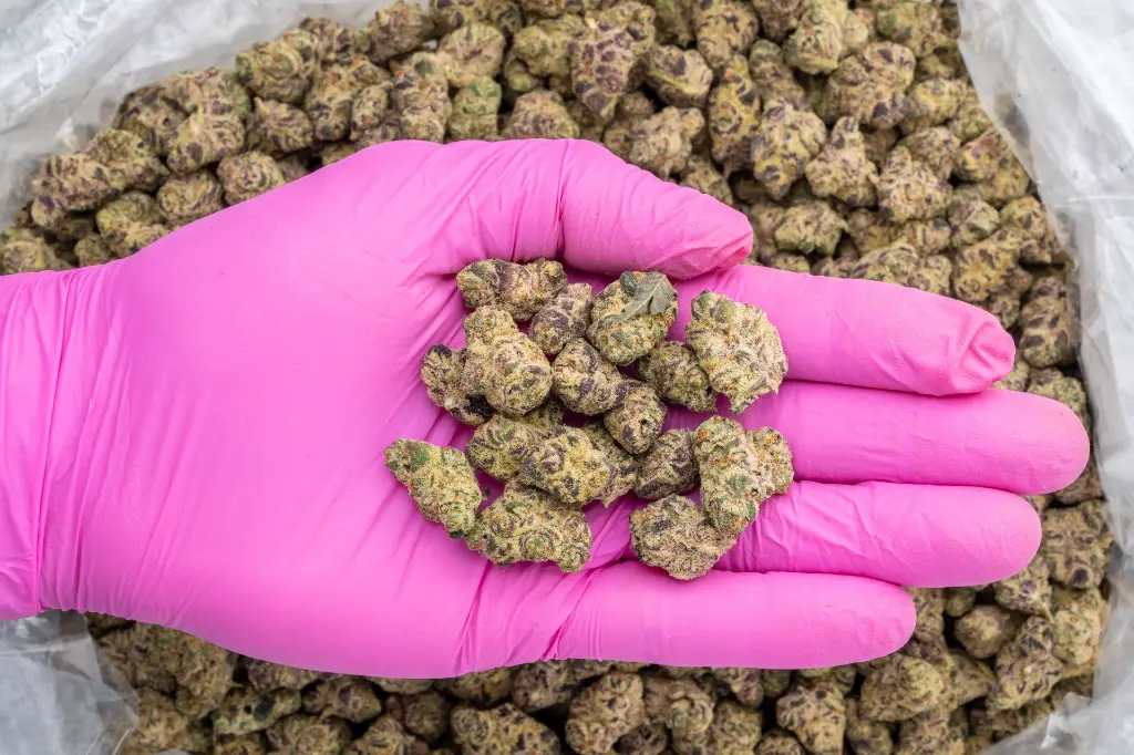 Drippin' Ain't Easy Indoor Smalls -PINK- 082725 20250813SANSL.webp