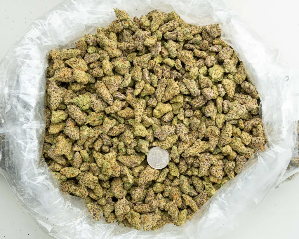 Gelonade Indoor Smalls -BAG- 082725 20250813SAGLS.webp