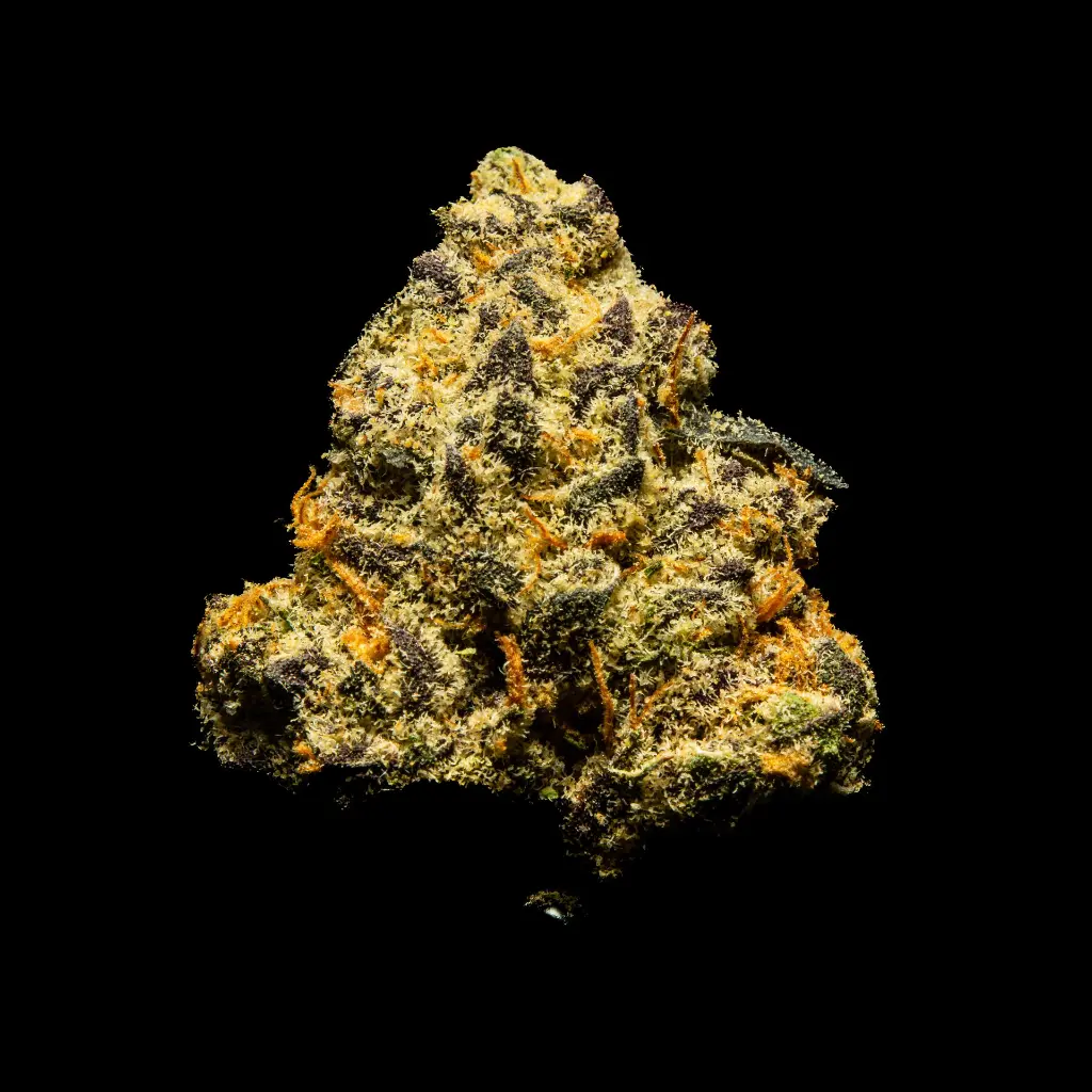 Gelonade Indoor Smalls -FLOAT- 082725 20250813SAGLS.webp