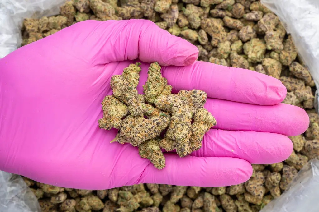 Gelonade Indoor Smalls -PINK- 082725 20250813SAGLS.webp