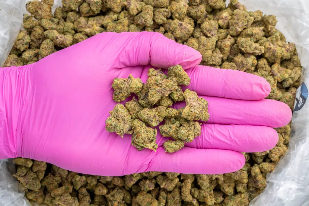 Jet Fuel Indoor Smalls -PINK- 082725 20250813SAJFL.webp