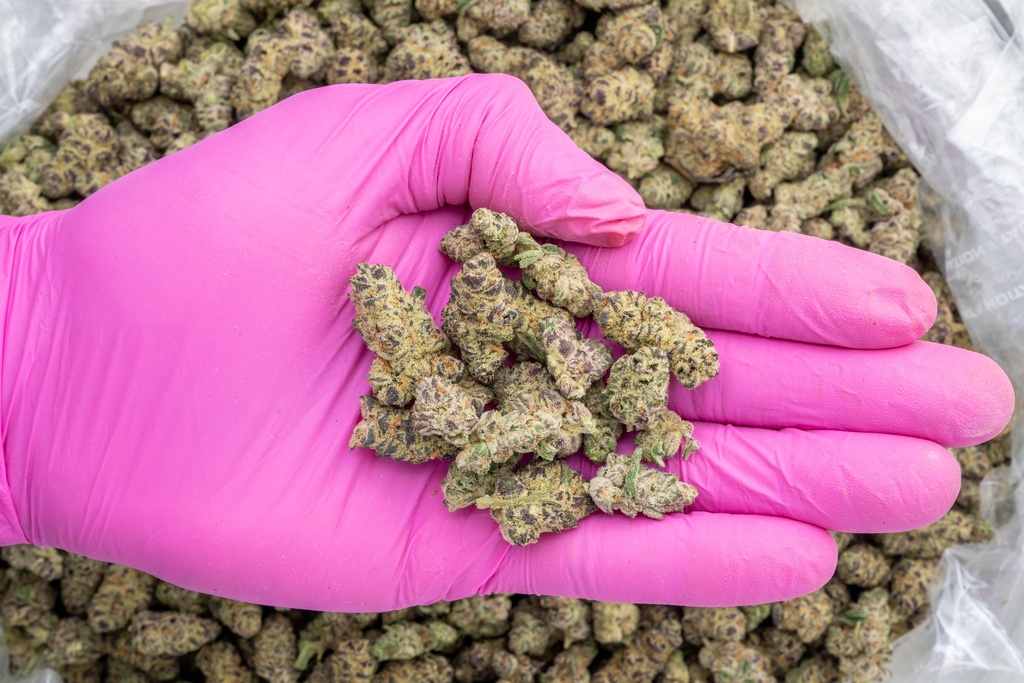 Dante's Inferno Indoor Smalls -PINK- 062625 20250625MHMAS.webp