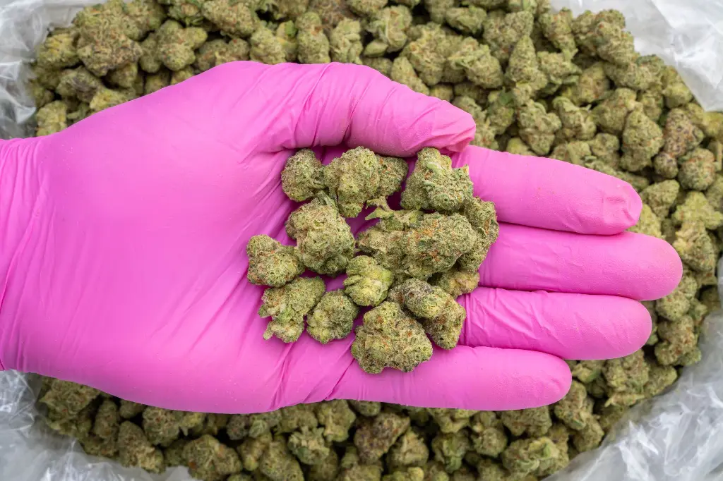 Singapore Sling Indoor Smalls -PINK- 082725 20250813SASSS.webp